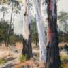 "Morning eucalypts"  SOLD