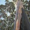 "Bluegum Forest giant, Grose Valley"   SOLD