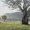 "Old gum, Marangaroo"  oil on canvas board  41 x 30cm  SOLD